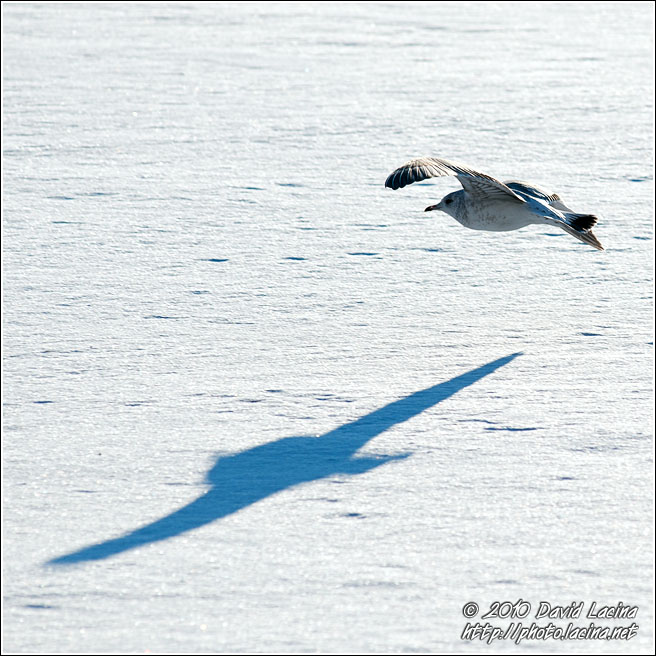 Seagull - Best Of 2010, Norway