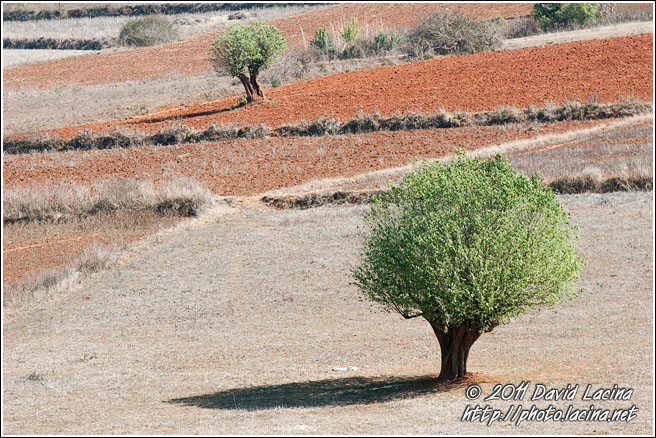 Trees And Field - Best Of, Myanmar (Burma)