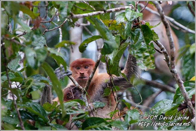 Proboscis Monkey - Kinabatangan River, Malaysia