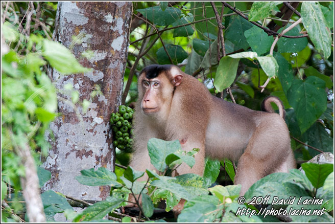 Pig-tailed Macaque - Kinabatangan River, Malaysia