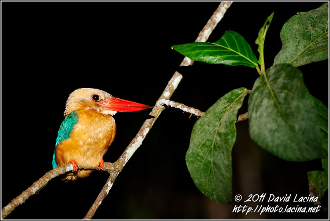 Stork-billed Kingfisher - Kinabatangan River, Malaysia