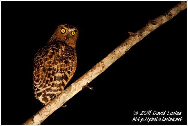 Buffy Fish-owl - Kinabatangan River, Malaysia