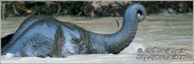 Borneo Elephant - Kinabatangan River, Malaysia