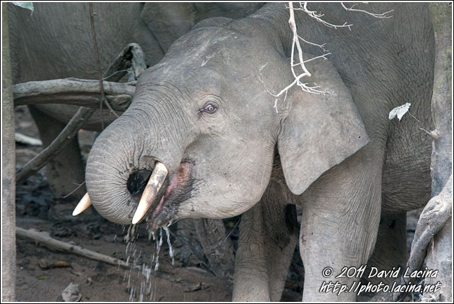 Borneo Elephant - Kinabatangan River, Malaysia