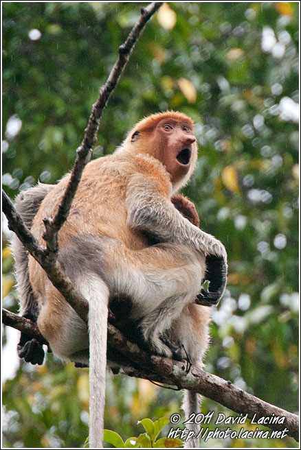 Proboscis Monkey - Kinabatangan River, Malaysia