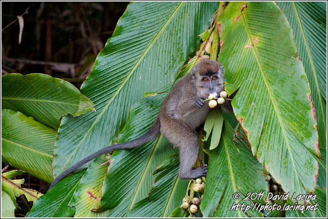 Crab-eating Macaque - Kinabatangan River, Malaysia