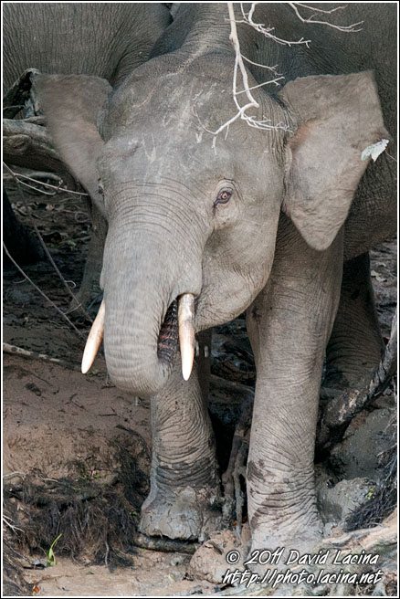 Borneo Elephant - Kinabatangan River, Malaysia