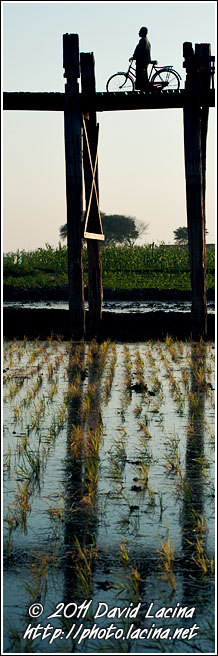 Man With Bicycle On U Bein Bridge - Amarapura, Myanmar (Burma)
