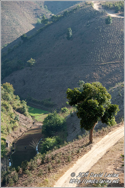 Tree And Path - Kalaw Trekking, Myanmar (Burma)