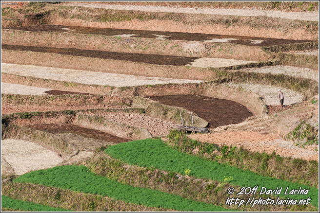 Paddy Field Terraces - Kalaw Trekking, Myanmar (Burma)