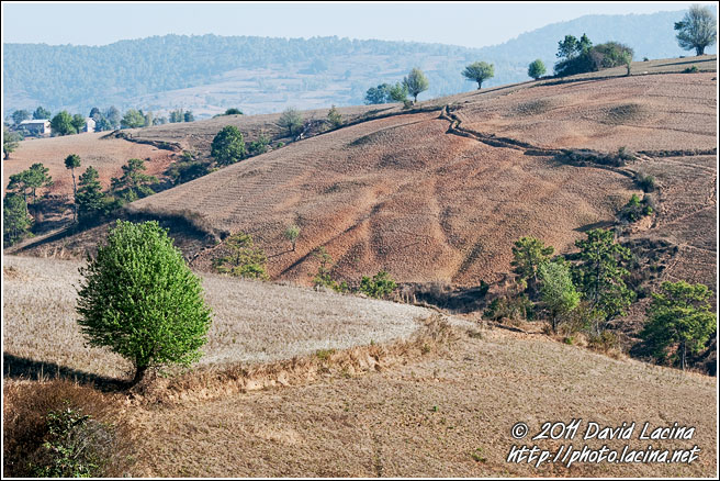 Tree And Field - Kalaw Trekking, Myanmar (Burma)
