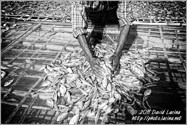 Drying Fish - Black And White, Myanmar (Burma)