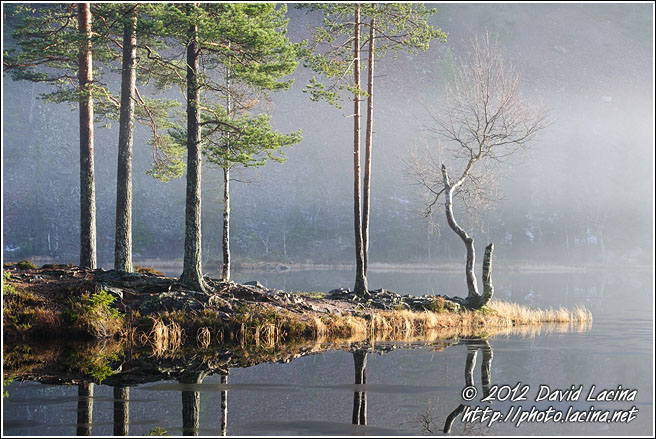 Birch By Lake - Best Of 2011, Norway
