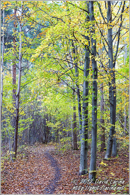 Path In The Woods - Best Of 2011, Norway