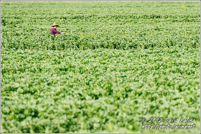 Broad Bean Field - Dali And Erhai Lake, China