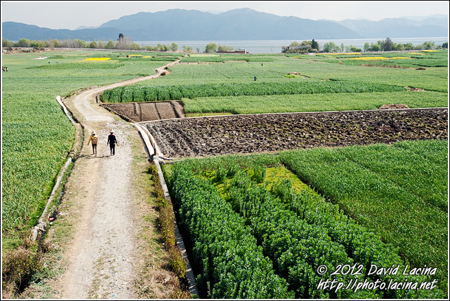 Path Through Fields - Dali And Erhai Lake, China