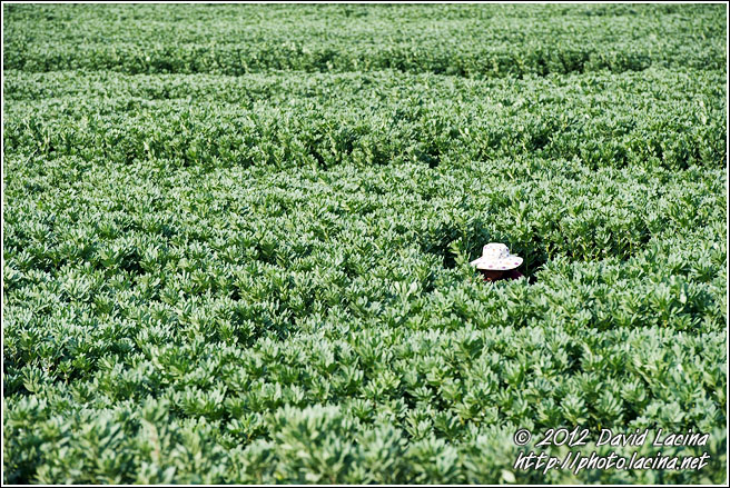 Broad Bean Field - Dali And Erhai Lake, China