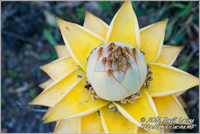 Golden Lotus Banana - Xishuangbanna, China
