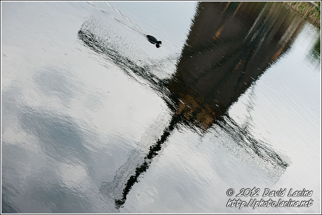 Coot And Windmill Reflection - Kinderdijk, Netherlands