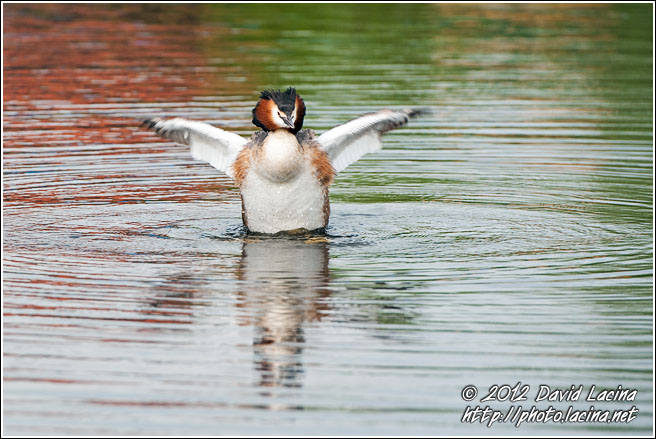 Crested Grebe - Kinderdijk, Netherlands