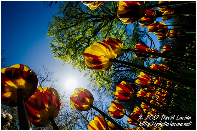 Tulips And Sun - Keukenhof Gardens, Netherlands