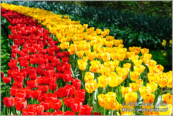 Tulips At Keukenhof Gardens - Keukenhof Gardens, Netherlands