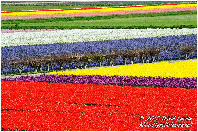 Tulip Field - Keukenhof Gardens, Netherlands
