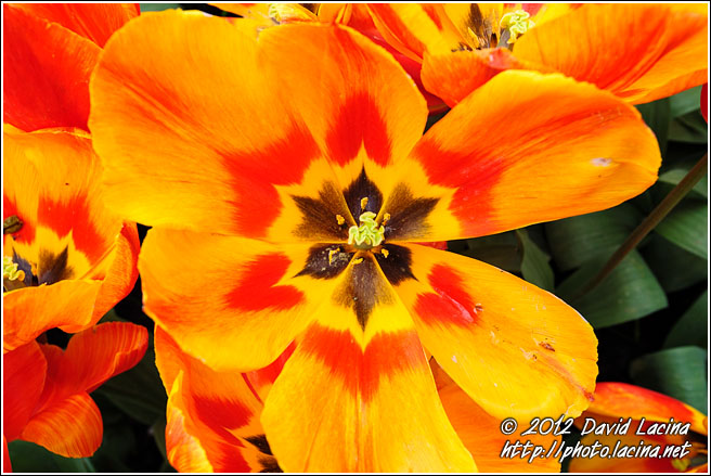 Tulip Flower - Keukenhof Gardens, Netherlands