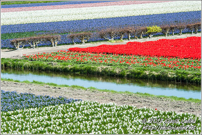 Tulip Field - Keukenhof Gardens, Netherlands