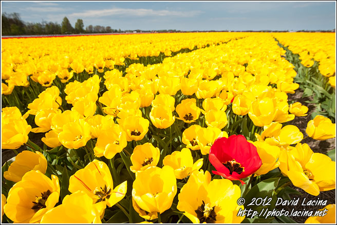 Exception - Keukenhof Gardens, Netherlands