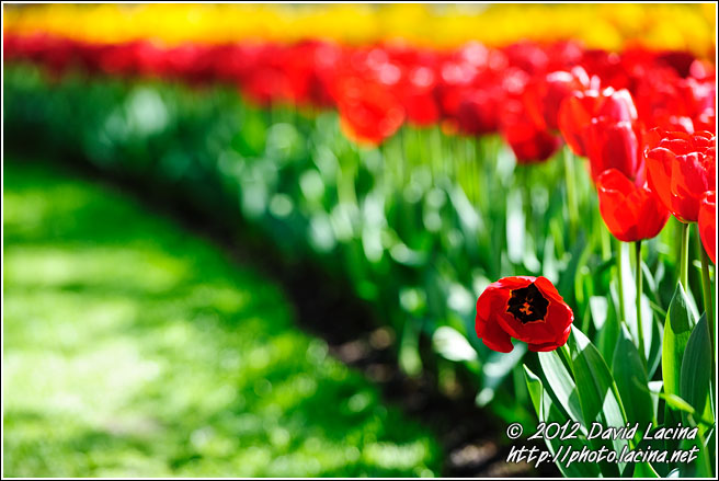 Lonely Tulip - Keukenhof Gardens, Netherlands