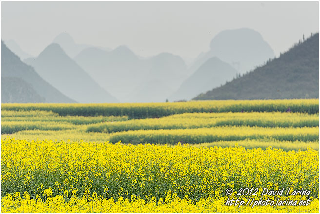 Rapeseed Fields - Luoping, China