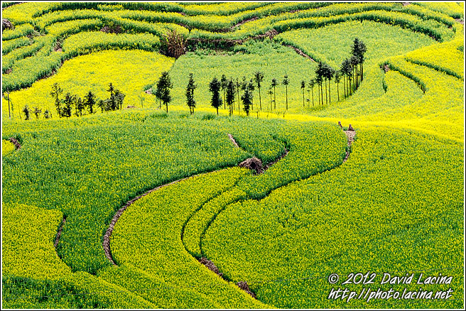 Trees In Rapeseed Field - Luoping, China