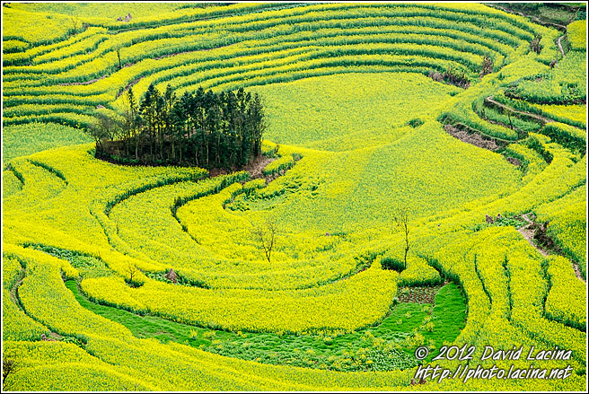 Rapeseed Fields And Trees - Luoping, China