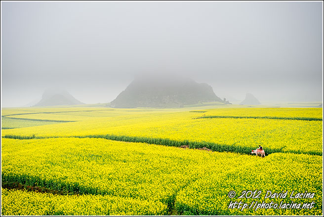 Going Home - Luoping, China