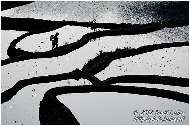 Walking Through Rice Fields - Yuanyang, China