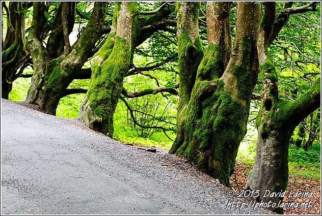 Trees And Trolls - Best Of 2012, Norway