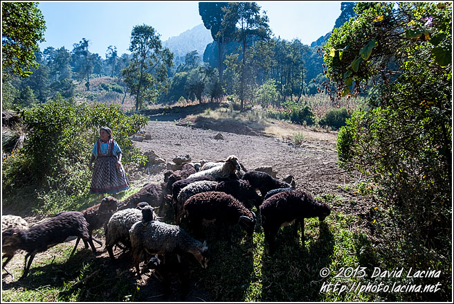 Maya Shepherd - Best Of, Guatemala
