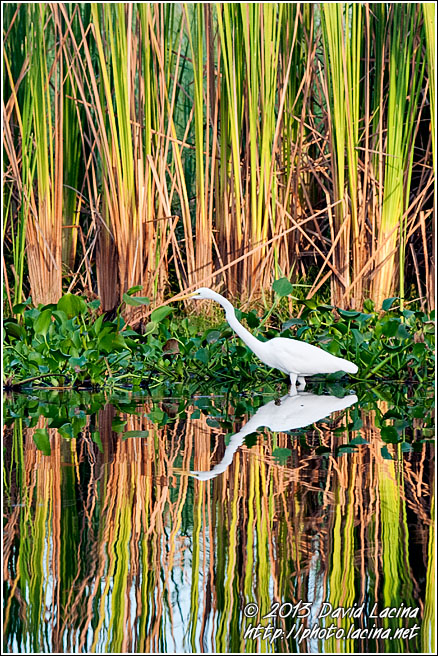 Great Egret - Best Of, Guatemala