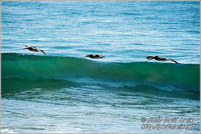 Brown Pelicans - Best Of, Guatemala