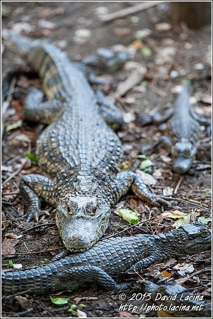 Resting Caiman - Best Of, Guatemala