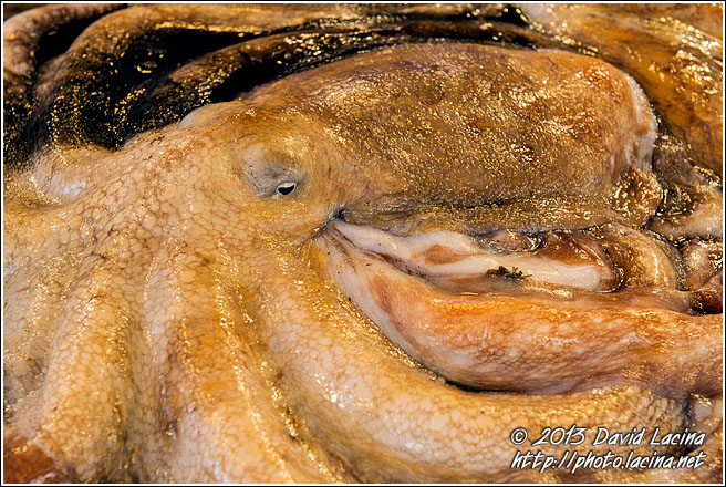 Octopus - Sicily, Italy