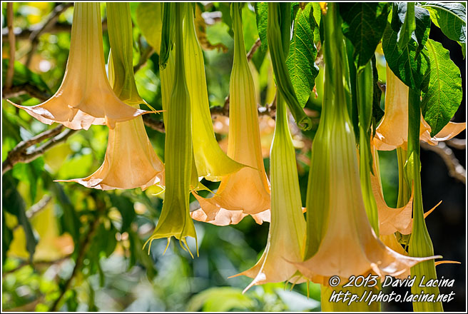 Angel's Trumpet - Sicily, Italy