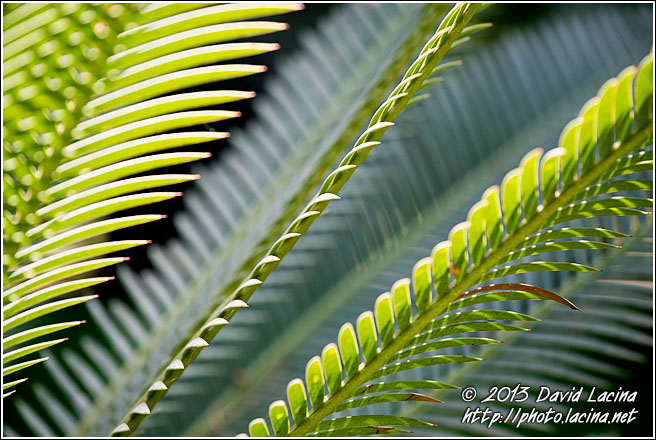Gun Palm - Sicily, Italy