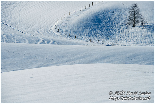 Lonely Tree - Best Of 2013, Norway