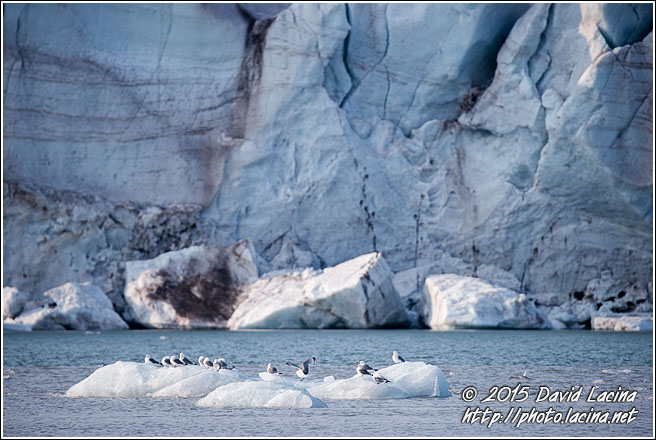 Seagull And Glacier - Svalbard, Norway