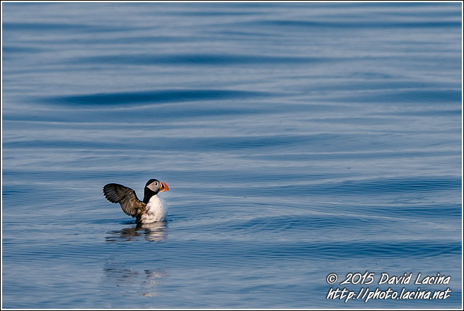 Puffin - Svalbard, Norway