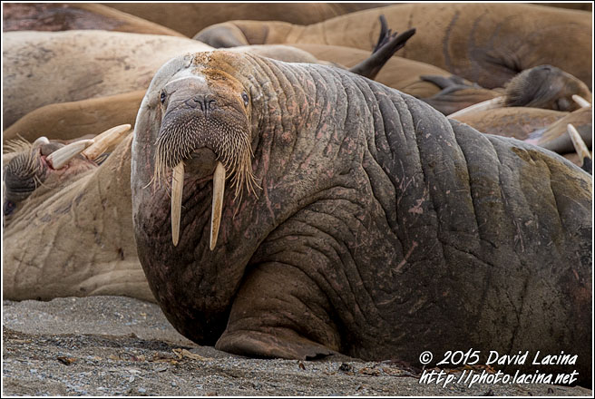 Walrus - Svalbard, Norway