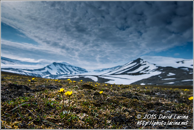 Arctic Poppy - Svalbard, Norway