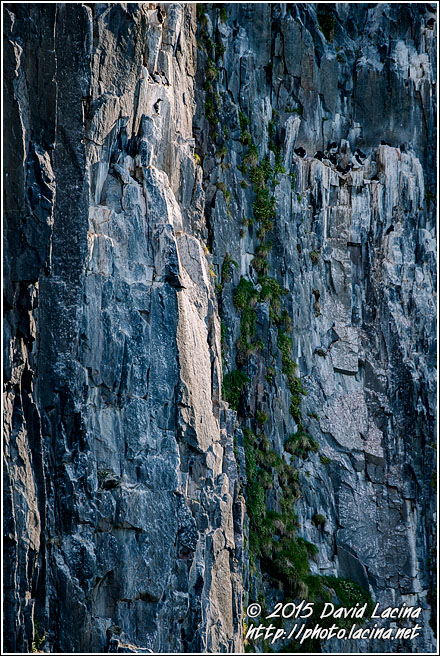 Bird Cliff - Svalbard, Norway